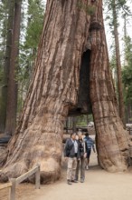 Yosemite National Park, California - The Mariposa Grove of Giant Sequoias (Sequoiadendron