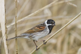 Reed Bunting - Rohrammer - Emberiza schoeniclus ssp. schoeniclus, Germany, adult male