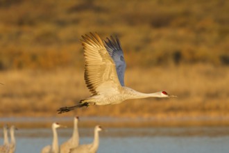 Sandhill Crane Grus canadensis tabida Bosque del Apache National Wildlife Refuge, New Mexico,