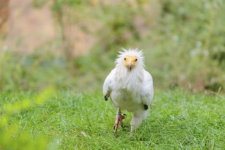 A Egyptian vulture (Neophron percnopterus) stands in green grass close to a carcass after feeding