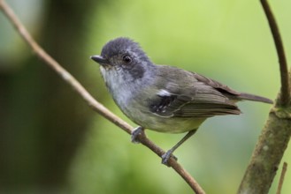 Plain Antvireo (Dysithamnus mentalis) perched on a branch in the Atlantic rainforest of southeast