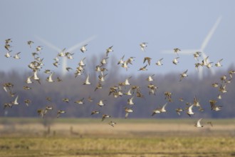 European Golden Plover (Pluvialis apricaria) flock flying, Netherlands