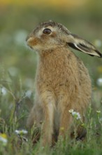 European brown hare (Lepus europaeus) juvenile baby leveret animal in grassland amongst summer