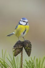 Blue tit (Parus caeruleus), sitting on a Scots pine (Pinus sylvestris) cone, Wildlife, Animals,