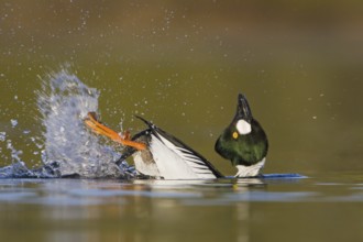 Common Goldeneye (Bucephala clangula) male, British Columbia, Canada