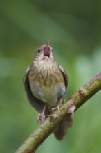 River Warbler (Locustella fluviatilis) singing, Hungary