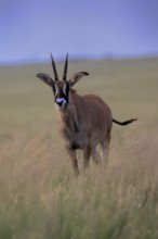 Roan antelope (Hippotragus equinus), adult, alert, Mokala National Park, Northern Cape, South