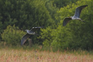 Grey Heron (Ardea cinerea) flying, North Rhine-Westphalia, Germany