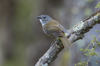Olive Whistler (Pachycephala olivacea) perched on a lichen covered branch, Victoria, Australia
