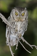 Whiskered Screech Owl (Megascops trichopsis) perched on a branch in southern Arizona, USA