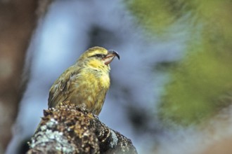 Maui Parrotbill, Pseudonestor xanthophrys, Endangered, Hawaiian Honeycreeper
