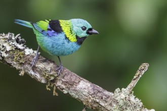 Green-headed Tanager (Tangara seledon) perched on a branch in the Atlantic rainforest of southeast