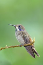 Brown Violet-ear Colibri delphinae San Jose, Costa Rica 7 November Adult Trochilidae