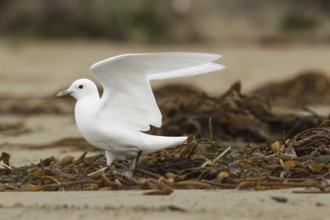 Ivory Gull (Pagophila eburnea), California, USA