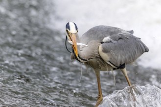 A grey heron skillfully catches a fish in a swiftly flowing river, showcasing its hunting prowess.