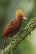 Chestnut-colored Woodpecker (Celeus castaneus) perched on a branch in Costa Rica