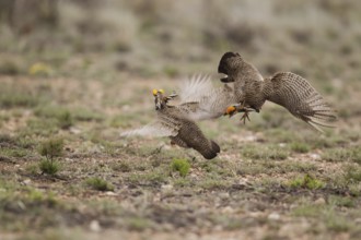 Lesser Prairie Chicken (Tympanuchus pallidicinctus) male, New Mexico, USA