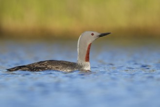 Red-throated Loon (Gavia stellata) in a pond near Nome, Alaska
