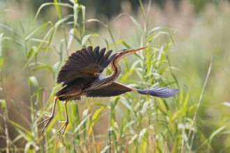 Purple Heron (Ardea purpurea) flying, Baden-Wuerttemberg, Germany