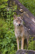A eurasian gray wolf (Canis lupus lupus) stands on a hill between rocks and logs, watching