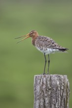 Black-tailed Godwit (Limosa limosa) perched on a pale, Netherlands