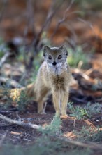 Fox mongoose (Cynictis penicillata), adult, alert, foraging, Mokala National Park, Northern Cape,