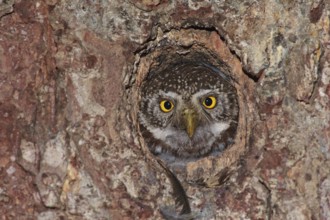 Eurasian Pygmy Owl (Glaucidium passerinum) female, Bavaria, Germany