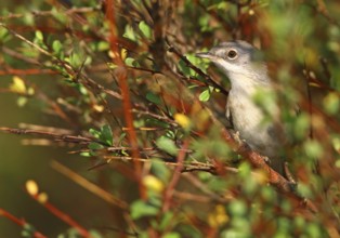 Subalpine Warbler (Sylvia cantillans) female, Alcoutim, Portugal