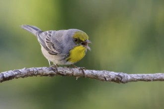 Olive-capped Warbler (Dendroica pityophila) perched on a branch in Cuba