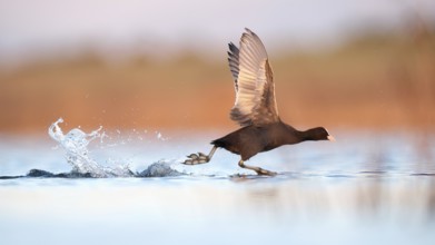 A European coot gracefully glides on the shimmering waters of Puebla de BeleÃ±a, Spain, captured in