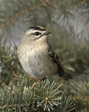 Golden-crowned Kinglet (Regulus satrapa), Saskatchewan, Canada