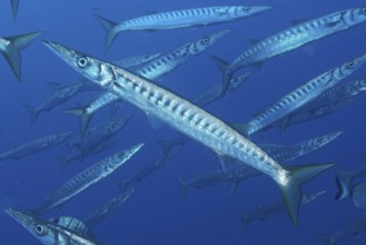 European barracuda (Sphyraena sphyraena)