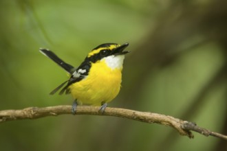 Yellow-breasted Boatbill (Machaerirhynchus flaviventer secundus) male singing, Queensland,