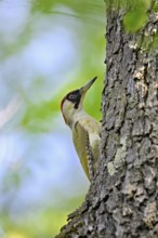 Green woodpecker (Picus viridis), female on a tree trunk, Canton Zug, Switzerland