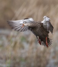 Mottled Duck (Anas fulvigula) female flying, Florida, USA
