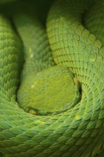 Side-striped palm pit viper (Bothriechis lateralis)