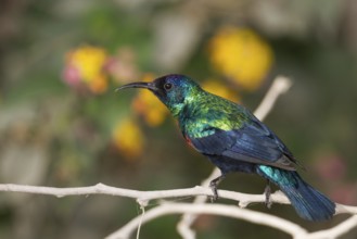 Shining Sunbird (Cinnyris habessinicus) male, Oman