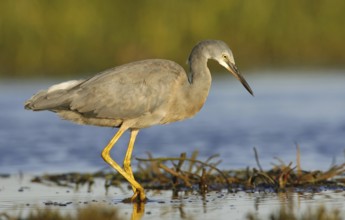 White-faced Heron (Egretta novaehollandiae), Victoria, Australia