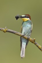 European ground squirrel (Spermophilus citellus) eating barley ear, front view, Lake Neusiedl