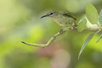 Red-legged Honeycreeper (Cyanerpes cyaneus) female, Costa Rica