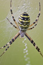 Wasp Spider, Argiope bruennichi, Wasp Spider, Lower Saxony, Germany