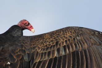 Turkey Vulture (Cathartes aura), British Columbia, Canada