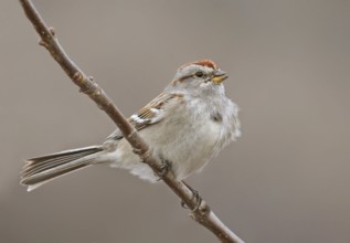 American Tree Sparrow (Spizelloides arborea), Saskatchewan, Canada