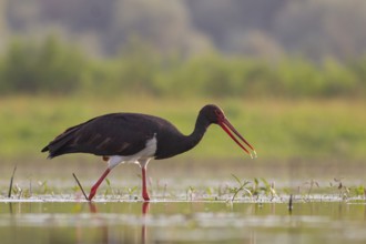 Black Stork (Ciconia nigra) foraging, Tiszaalpár, Hungary