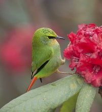Fire-tailed Myzornis (Myzornis pyrrhoura) feeding on Rhododendron flower nectar, Darjeeling, India