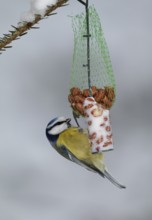 Eurasian Blue Tit (Cyanistes caeruleus), Mecklenburg-Western Pomerania, Germany