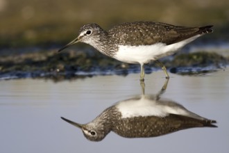 Green Sandpiper (Tringa ochropus), Castile-La Mancha, Spain
