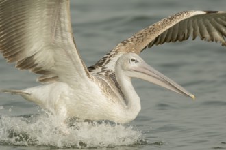 Pink-backed Pelican (Pelecanus rufescens) juvenile landing, Gambia