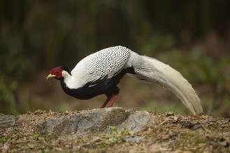 Silver Pheasant (Lophura nycthemera) male perched on the ground, Fujian, China