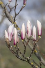 Magnolia (Magnolia zenii), Bavarian State Institute for Wildlife, Germany